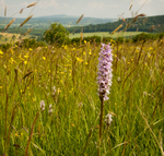 Common Spotted Orchid