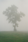 TheTree2007Layer100010