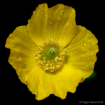 Welsh Poppy (02)