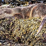 DO-13-Keills Peninsula, Lochgilphead