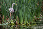 Heron Amongst the Reeds