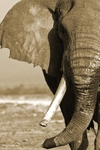 _M7B0074 2 bis Amboseli