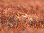 Mountain Hare (Leveret) - Lepus timidus