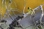 Black-chinned Siskin portfolio