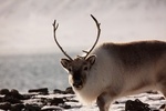 Reindeer 6721