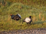 Black Grouse