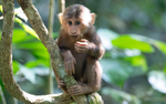 Young Stump-tailed Macaque
