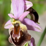Shield Ophrys (Ophrys biscutella also O. crabronifera ssp biscutella)