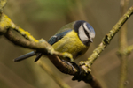 Blue Tit - Lackford Lakes