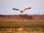 Short-eared Owl