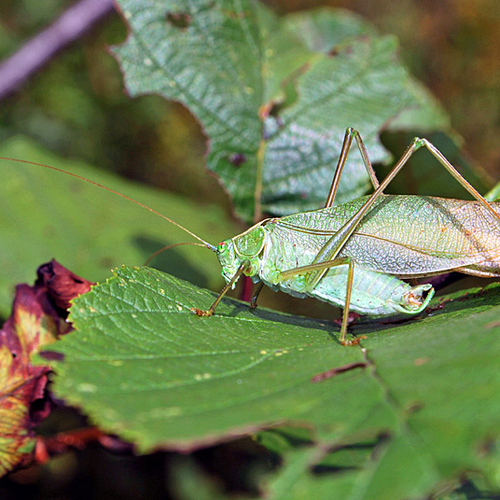 A malw Broad-winged Bush Katydid.