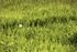 Dandelion 1