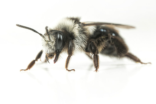 Andrena cineraria