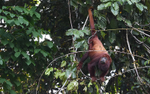 Howler Monkey