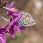 Common blue butterfly (Polyommatus icarus) feeding on nectar from  Dodonaeus' willow herb (Epilobium dodonae)