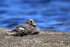 Adult female Steamerduck, Carcass Island, Falklands