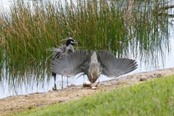 Yellow Crowned Night Heron _0009