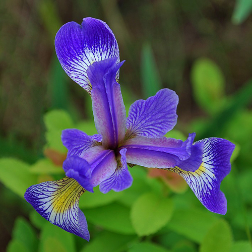 Blue Flag Iris