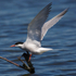 Common Tern landing on the Kingfisher perch at Otmoor