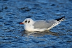 Black-headed Gull