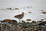 Curlew
