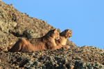 Puma Ginger & cub watch Rupestre hunting from above, Torres del Paine