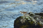 Common Sandpiper
