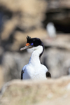 Front view of Imperial Shag, Carcass Island, Falklands
