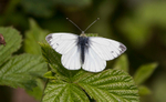 Green Veined White.