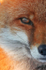 Urban Fox, Bristol _ UR064