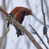 Crossbill