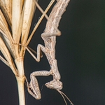 European dwarf mantis ( Ameles spallanzania