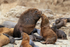 South American Sea Lions (male & female) nuzzling, Chile