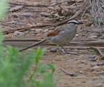 Black Crowned Chagra