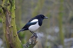 Magpie
