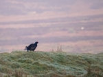 Black Grouse