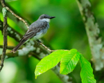 Grey Kingbird portfolio