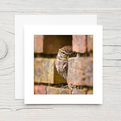 Little Owl