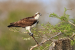 Osprey close side view, Blue Cypress Lake, Florida