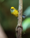 Costa Rica, Silver-throated Tanager perched