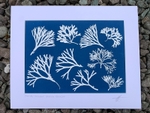 'Clew Bay Seaweed'  One of a kind original cyanotype