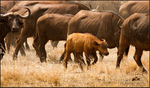 Buffalo herd