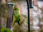 Ring-necked Parakeet