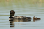 Common Loon (adult & chick), Minnesota