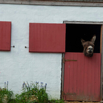 Donkey Relaxing over old Irish traditional  red farm door. Ireland 2