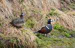 Harlequin Ducks