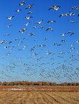 Take-off of Snow Geese, Bosque del Apache, New Mexico