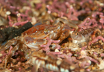 Liocarcinus depurator