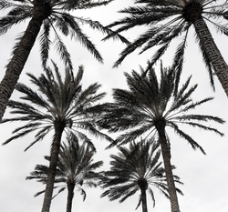 Trees 061