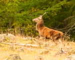 Red Deer portfolio